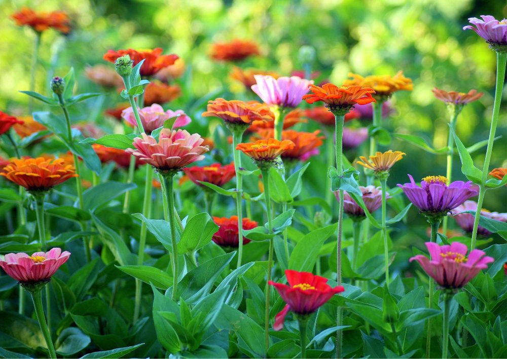 Invite a buzz of life as your garden.