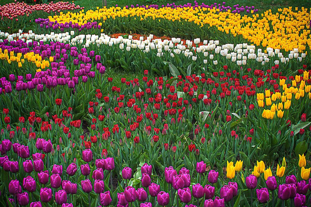 An image of a flower garden with variety of colors.