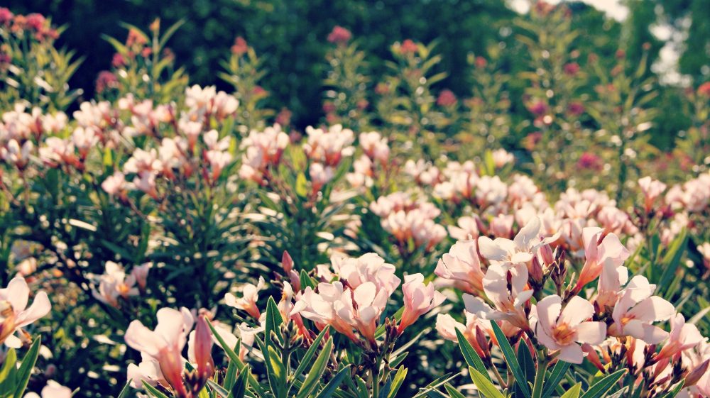 An image of a flower garden with pink flowers.