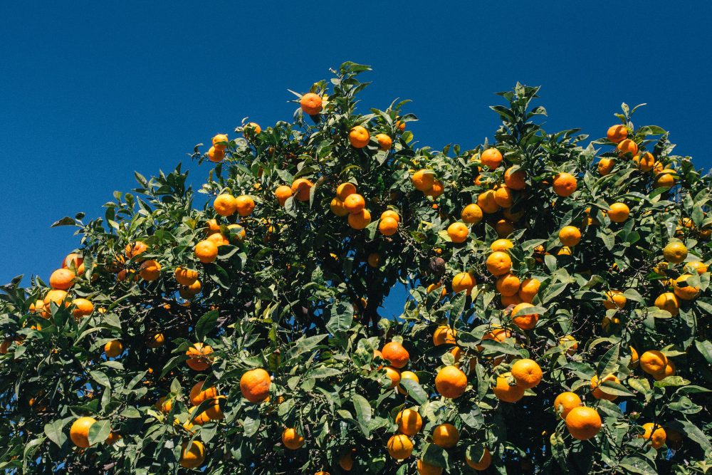 An image of fruits growing on a tree.