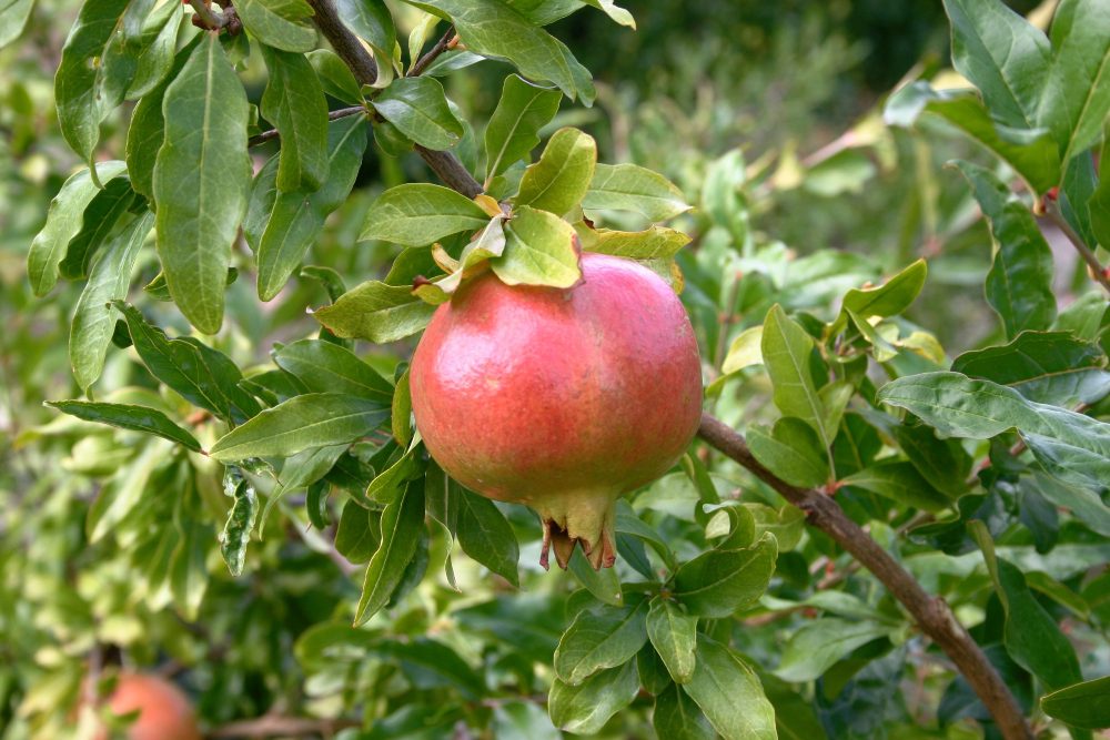An image of a peach tree.
