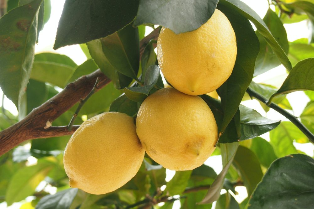An image of a lemon tree.