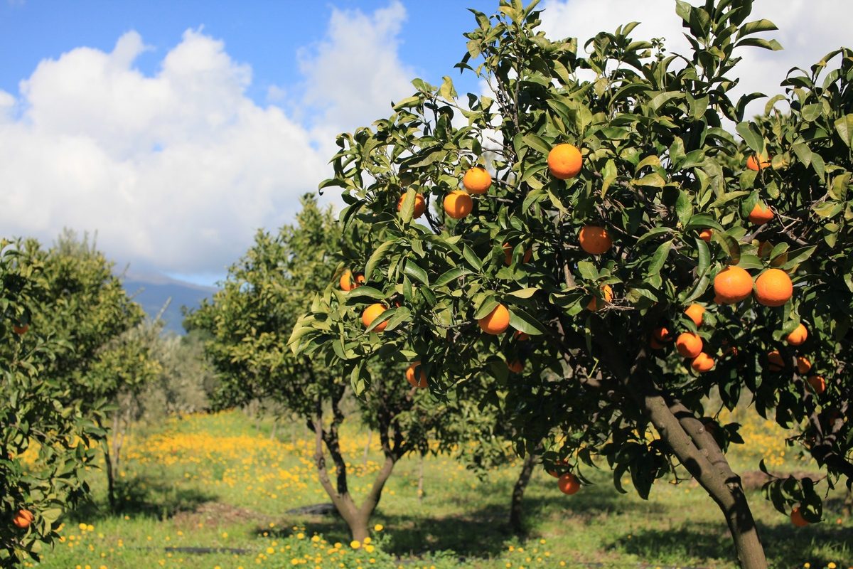 an image of an orange fruit tree.