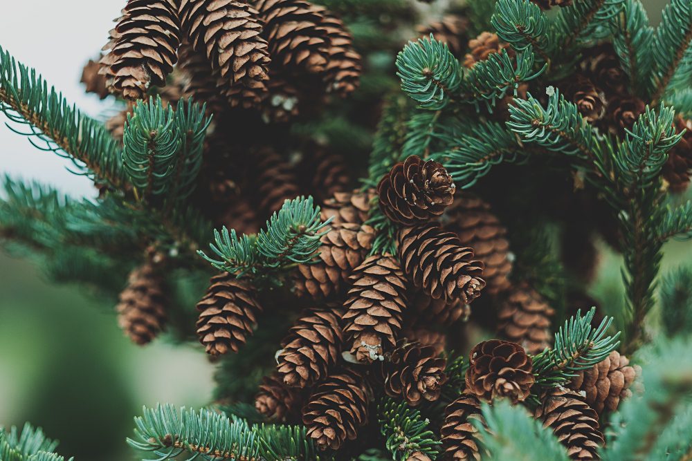 An image of pine cones growing on a pine tree.