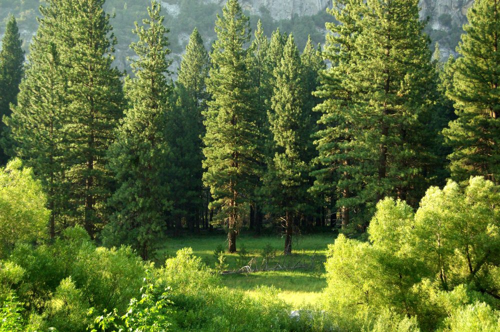 An image of pine trees growing on a valley.