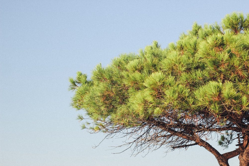 An image of a pine tree branch.