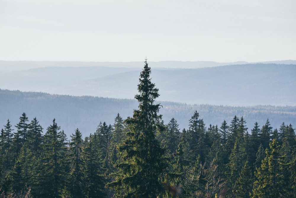An image of pine trees with a mountain background.