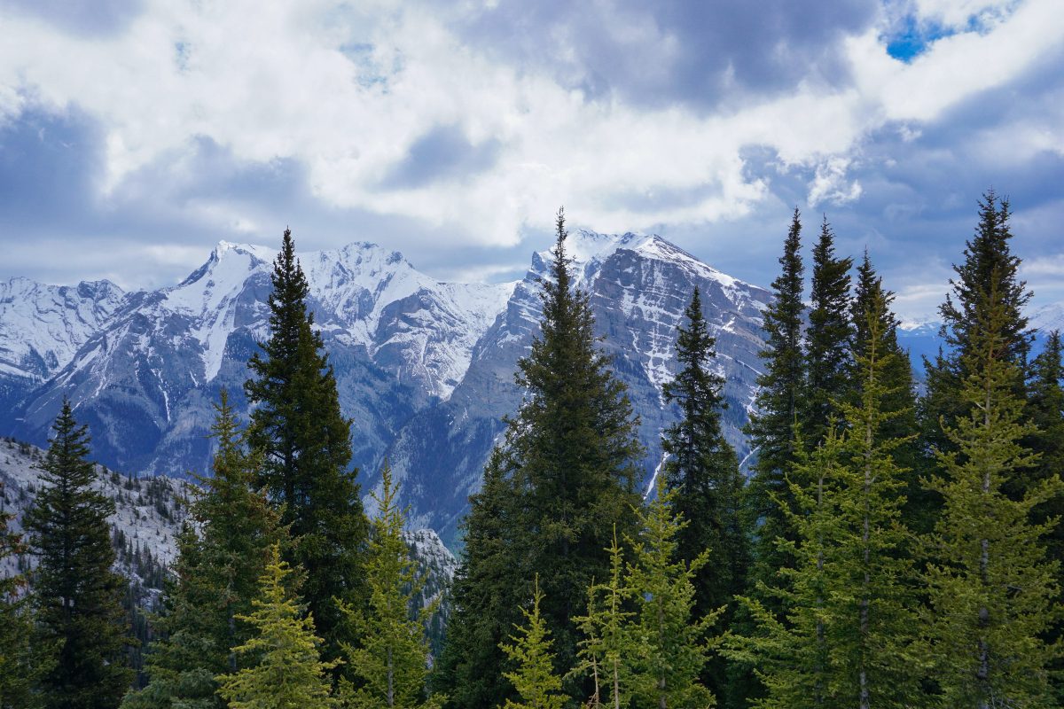 An image of pine trees growing on a mountain range.