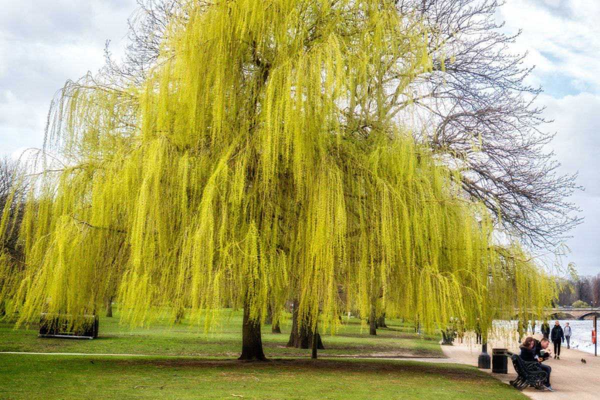 An image of willow trees