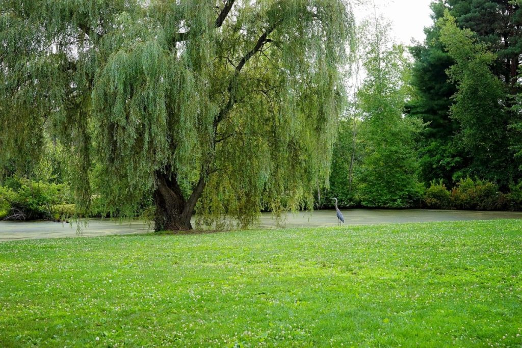 An image of a willow tree on green grass.