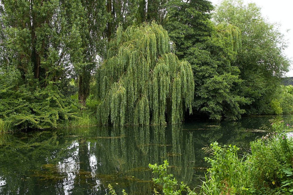 An image of a willow tree on top of a pond. 