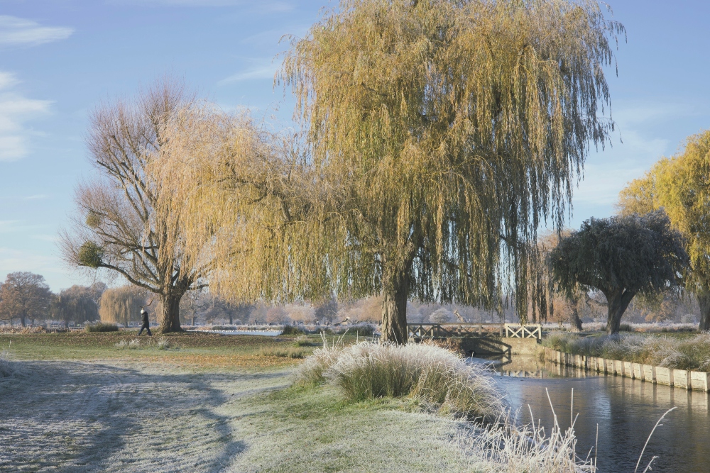 An image of willow trees in a park. 