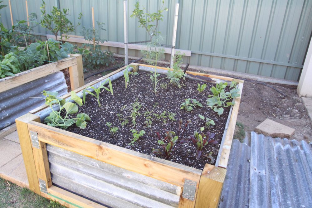 An image of a single raised garden bed.