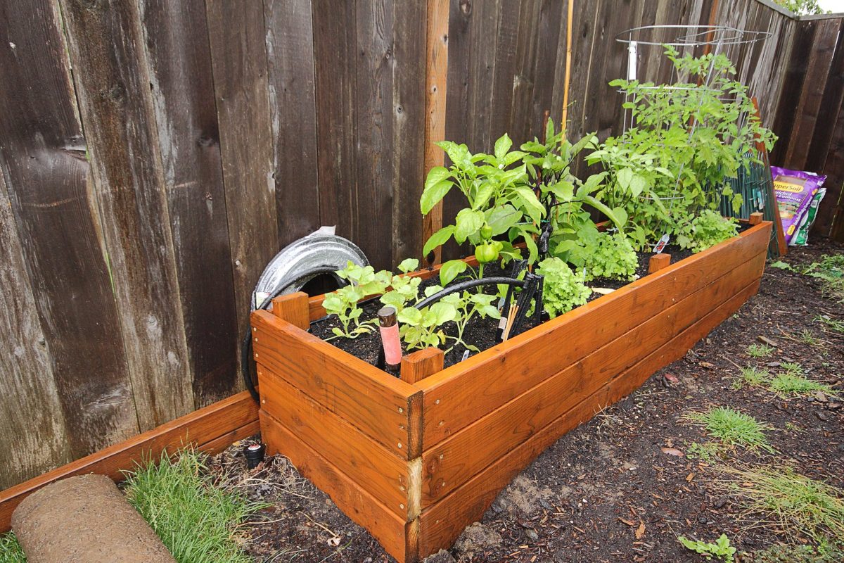 An image of a home owner's raised bed gardening.