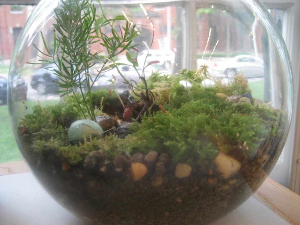 An image of a planted fishbowl.