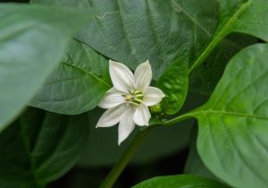 Pepper plant blossom drop problems.