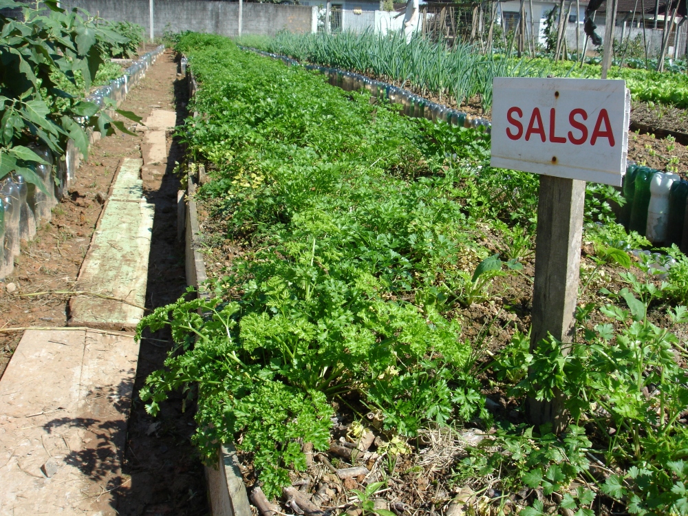 an image of a salsa garden.