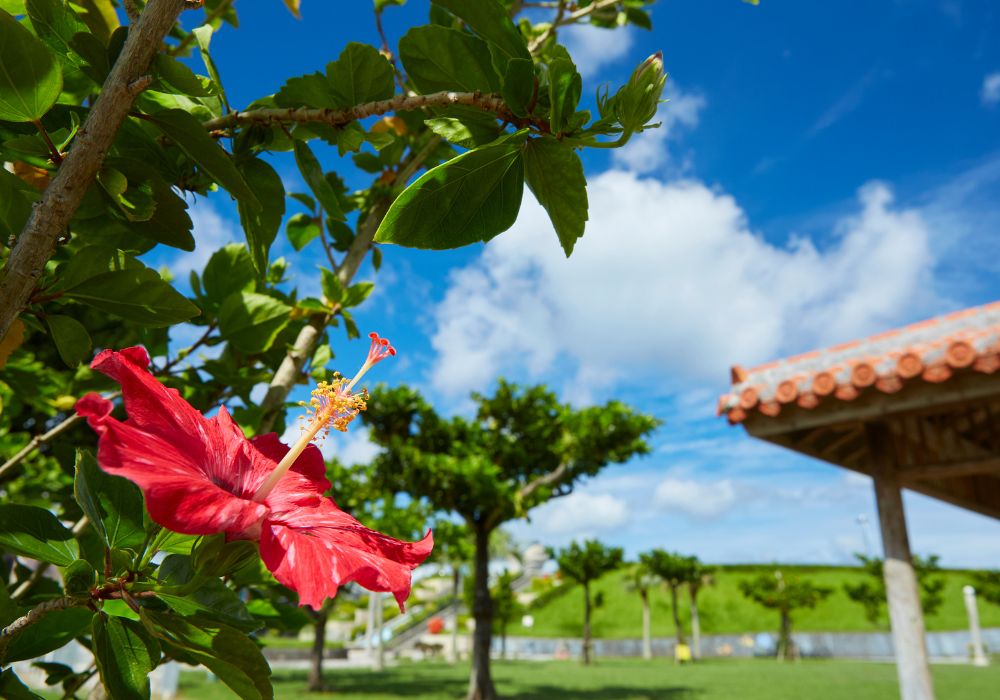 An image of a hibiscus flower