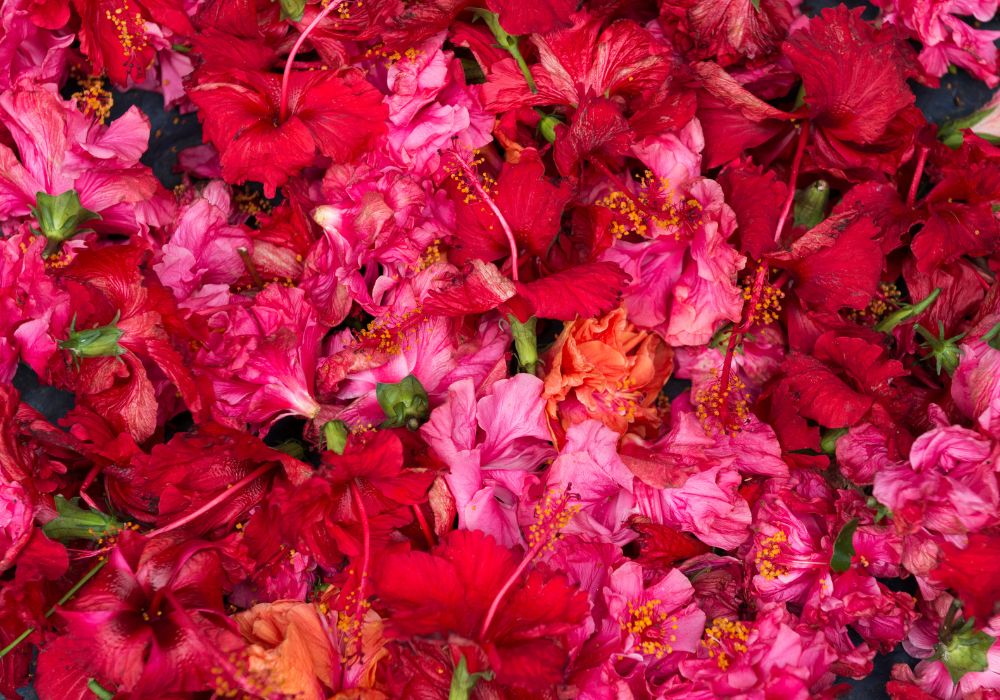 An image of a hibiscus flower