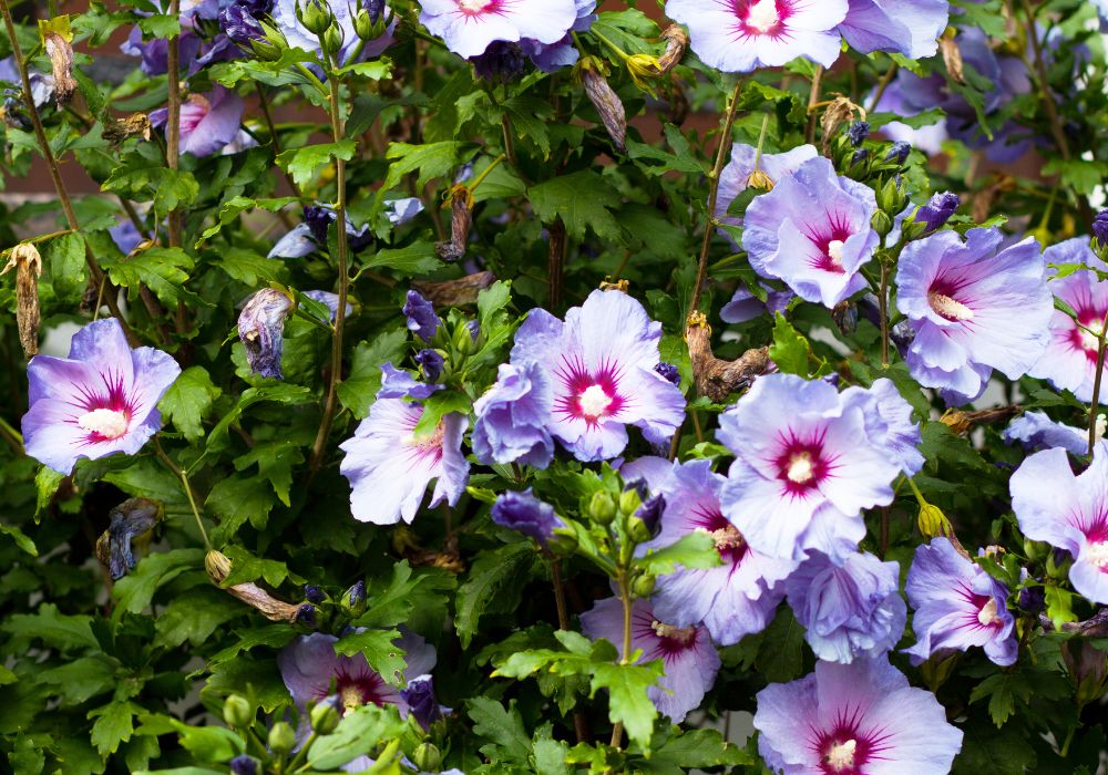 An image of a hibiscus flower