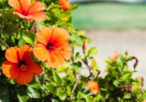 An image of a hibiscus flower