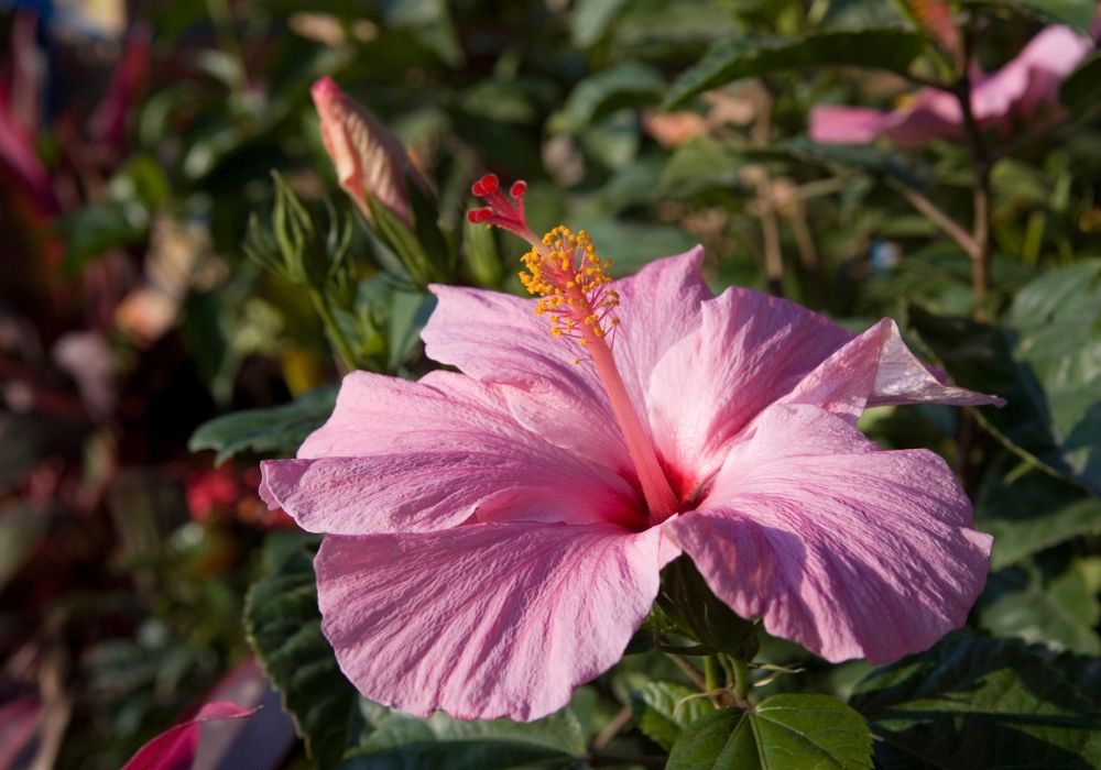 An image of a hibiscus flower