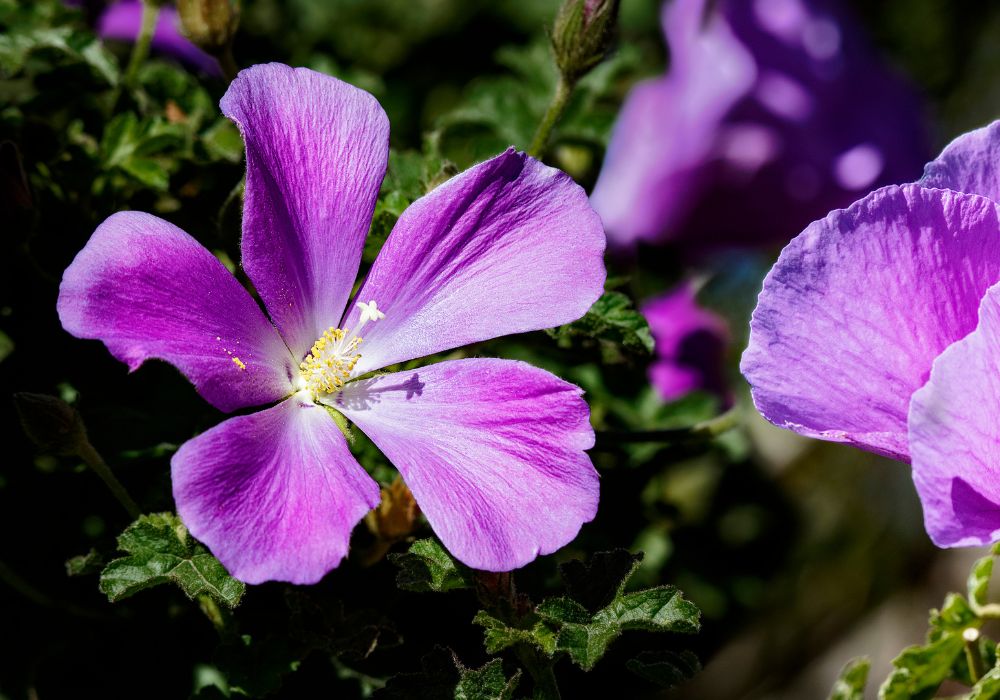 An image of a hibiscus flower