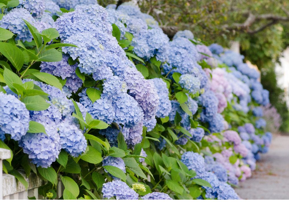 An image of hydrangea.