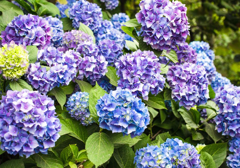 An image of hydrangea.