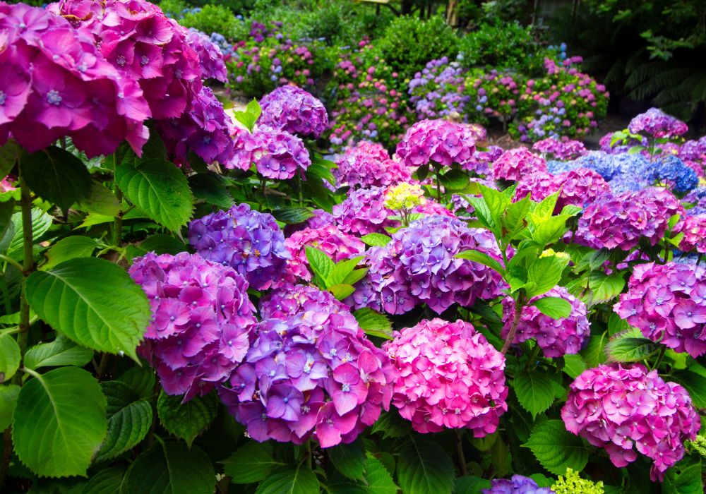 An image of hydrangea.