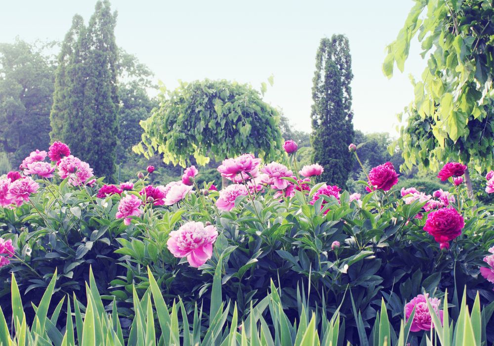 An image of peonies growing in a home garden.