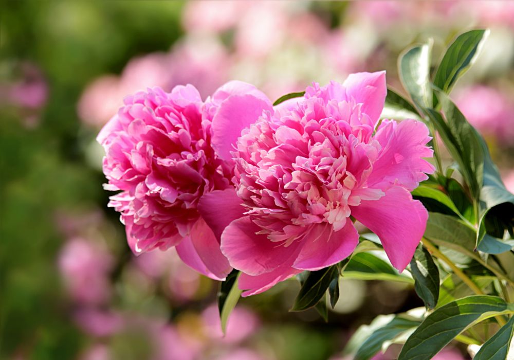 An image of peonies growing in a home garden.