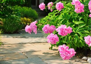 An image of peonies growing in a home garden.