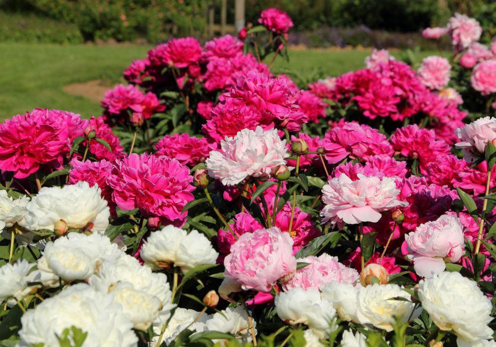 An image of peonies growing in a home garden.