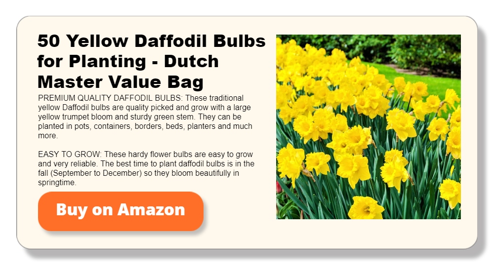 50 Yellow Daffodil Bulbs for Planting - Dutch Master Value Bag