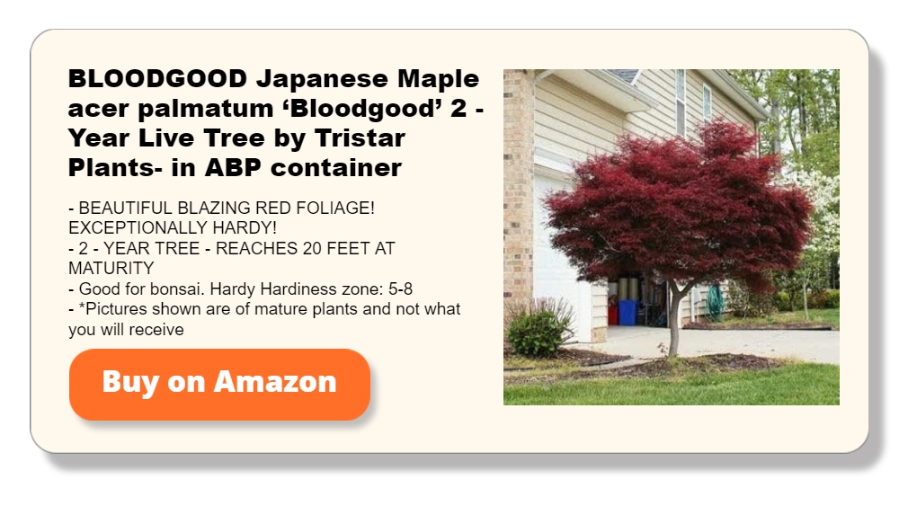 BLOODGOOD Japanese Maple acer palmatum ‘Bloodgood’ 2 - Year Live Tree by Tristar Plants