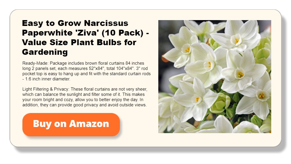 Easy to Grow Narcissus Paperwhite 'Ziva' (10 Pack) - Value Size Plant Bulbs for Gardening