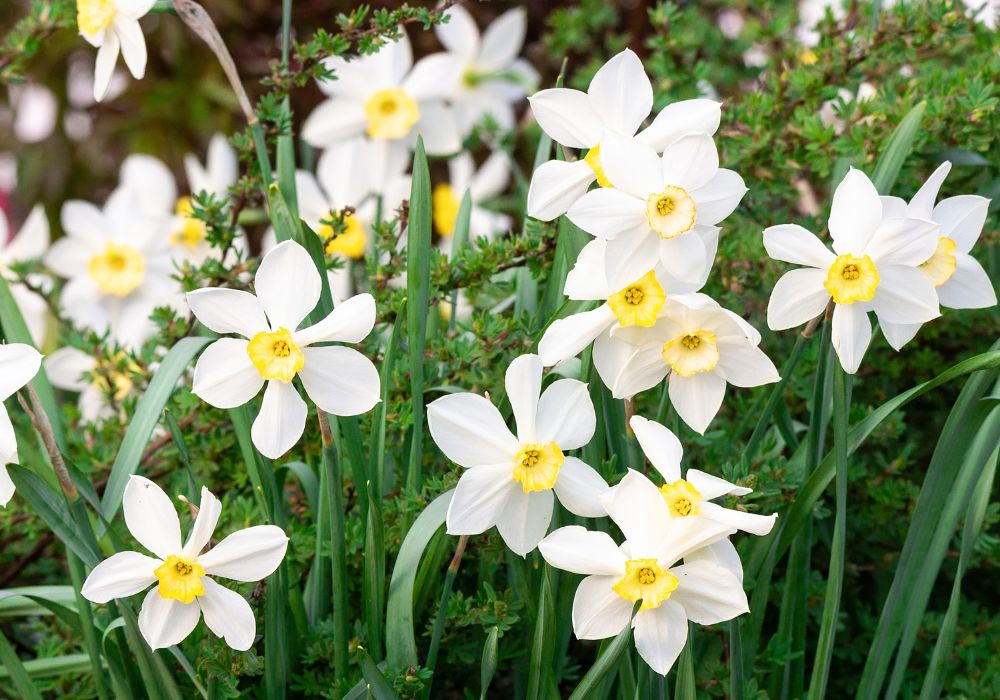 An image of a narcissus flower.