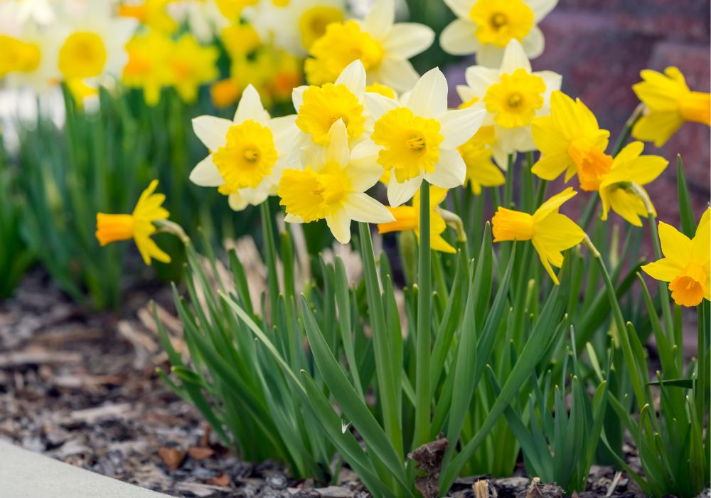 An image of a narcissus flower.