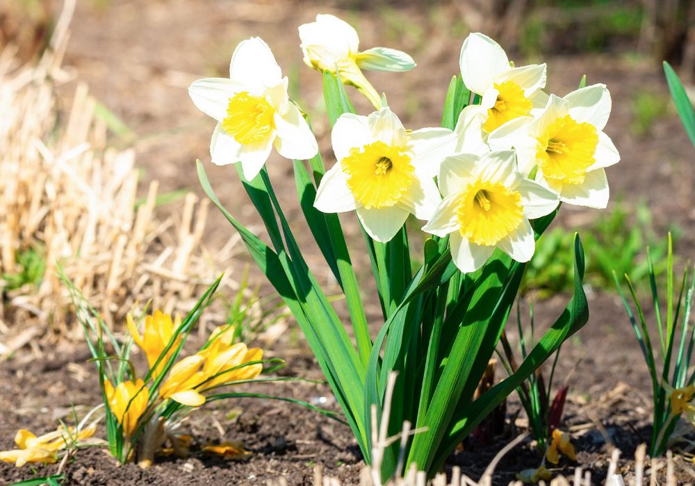 An image of a narcissus flower.