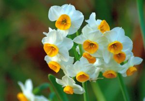 An image of a narcissus flower.