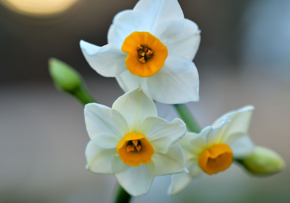 An image of a narcissus flower.