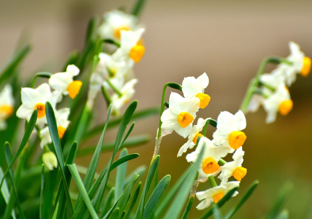 An image of a narcissus flower.