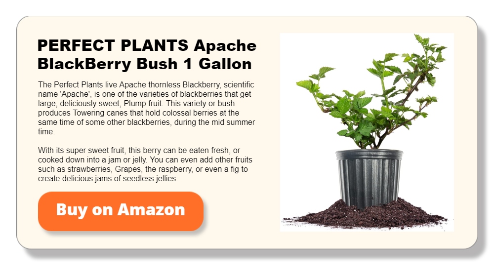 PERFECT PLANTS Apache BlackBerry Bush 1 Gallon