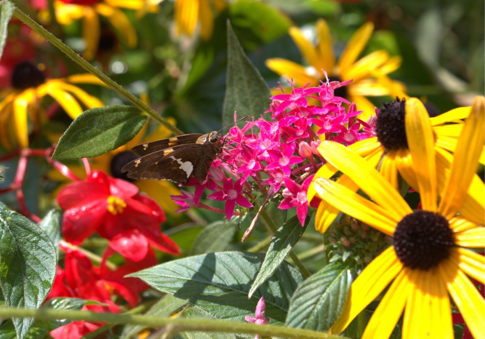 An image of various tall perennial flowers in a garden.