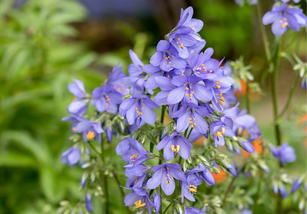 An image of violet tall perennial flowers.