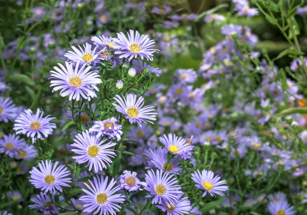 An image of violet tall perennial flowers.