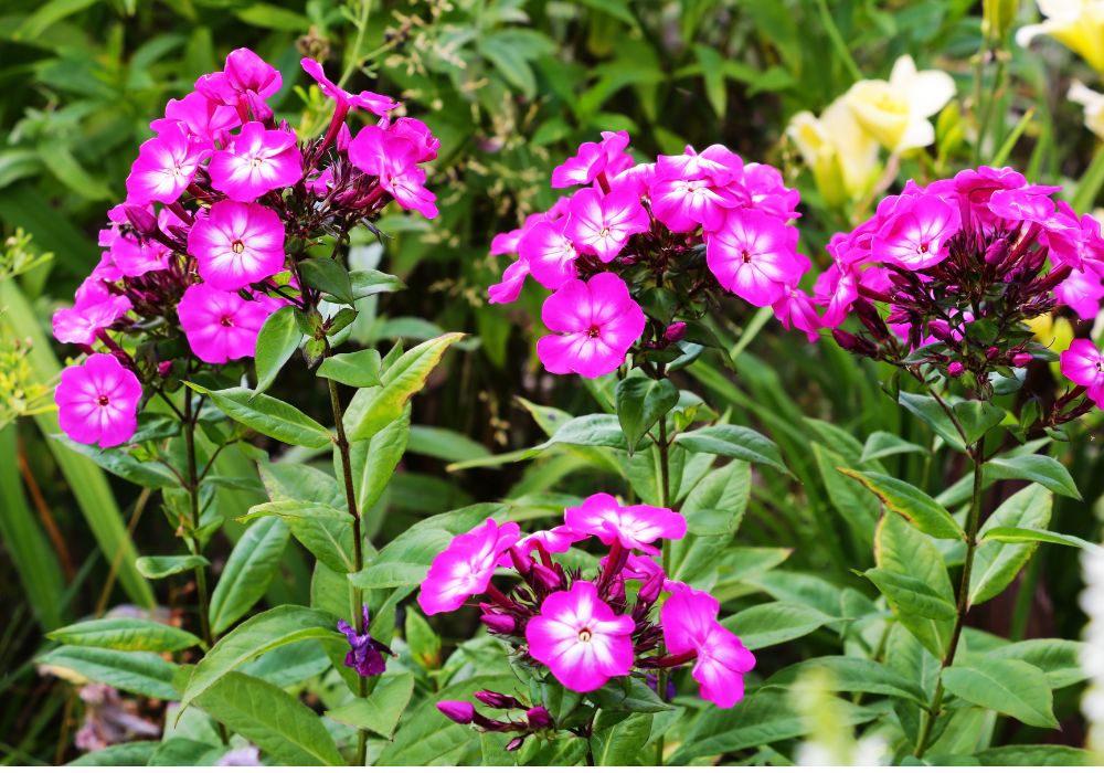 An image of purple tall perennial flowers.