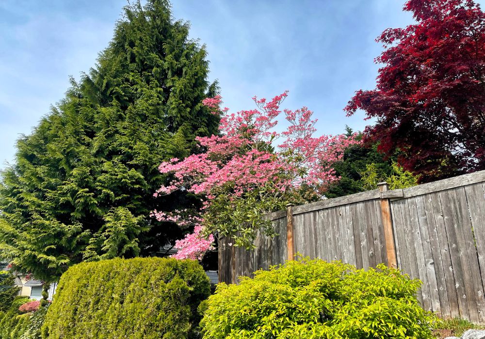 An image of a food forest.