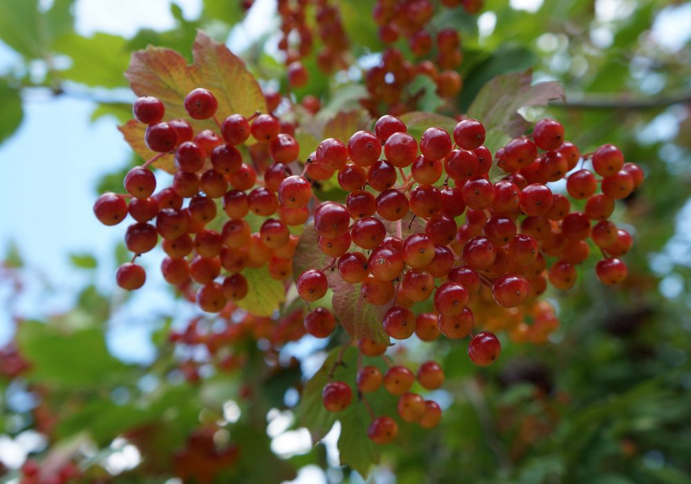 An image of a food forest.